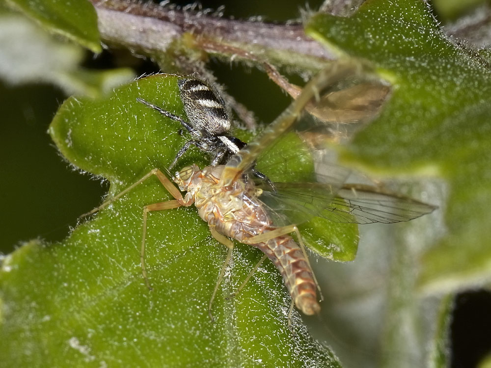 Salticus scenicus - San Giorio di Susa (TO)